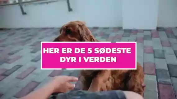 Afspil video