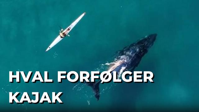 Hval forfølger kajak