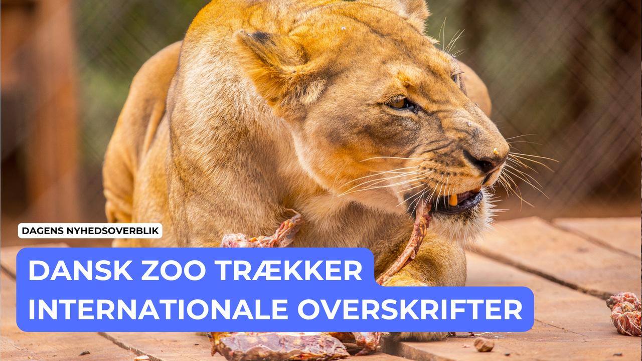 Dansk zoo trækker internationale overskrifter - Dagens Nyhedsoverblik