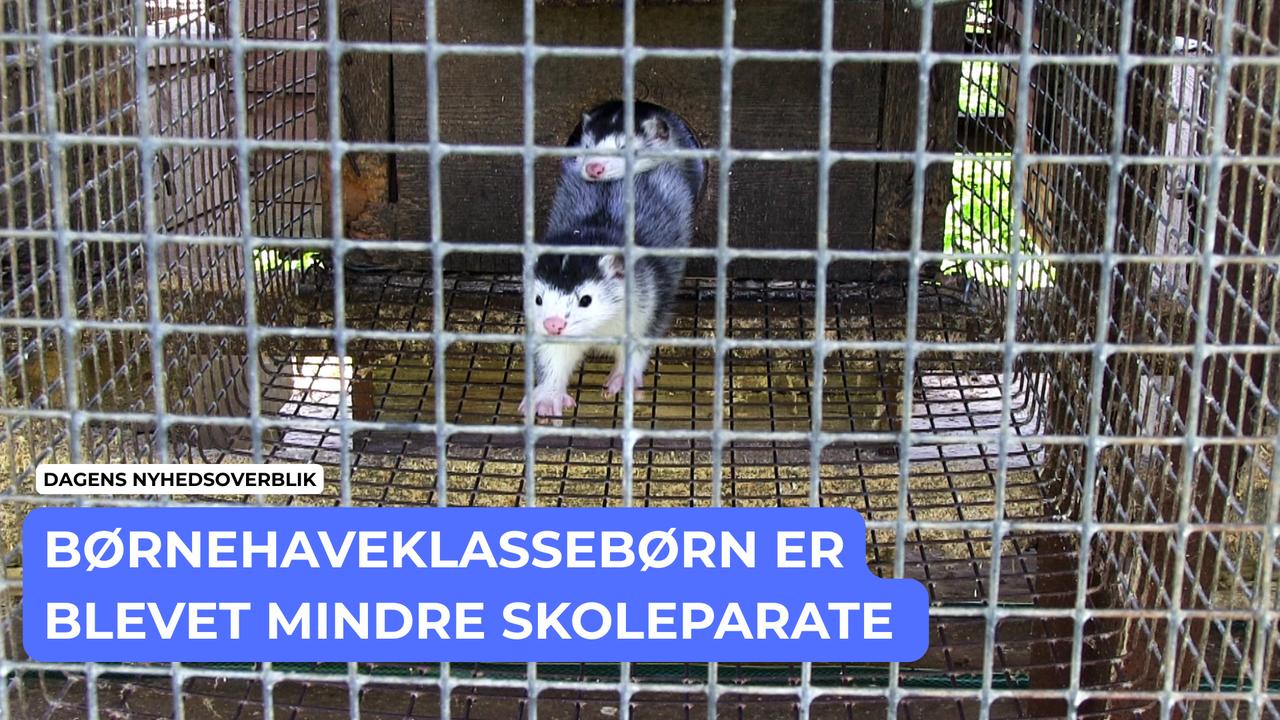 Flertal vil forbyde minkavl i Danmark - Dagens Nyhedsoverblik
