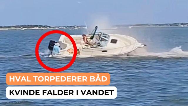 Dramatiske optagelser fangede øjeblikket, hvor en hval kolliderede med en lille båd i Barnegat Bay, New Jersey, den 2. august. Sammenstødet fik båden til at vælte og kastede en kvinde i vandet. Det blev senere bekræftet, at en vågehval døde som følge af kollisionen nær kysten. Der er ikke rapporteret om andre tilskadekomne.