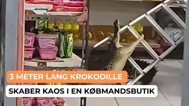 Dette er øjeblikket, hvor en 3 meter lang krokodille brød ind i en købmandsbutik i Indonesien den 17. august, hvilket fik panikslagne kunder til at flygte. Krokodillen var vandret ind fra en nærliggende sump, sandsynligvis fordi dens levested var blevet oversvømmet af kraftig regn.